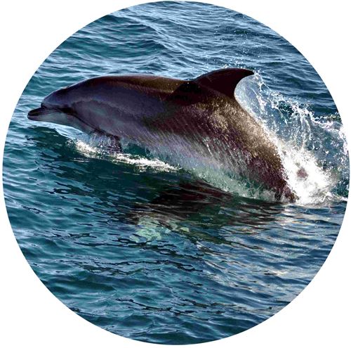 dauphin vu en croisière